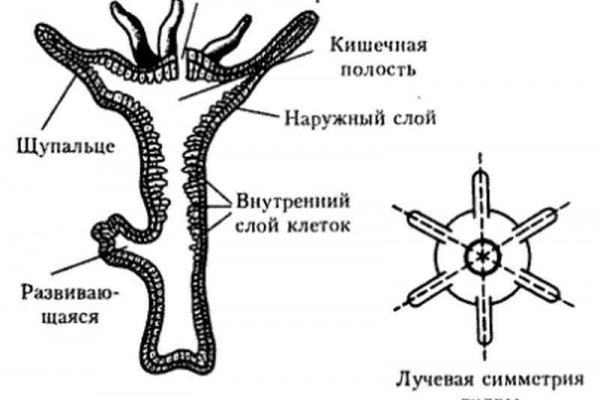 Кракен сайт at